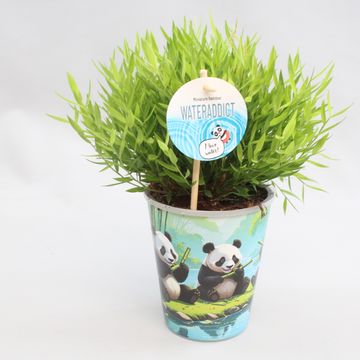 Pogonatherum 'Monica'