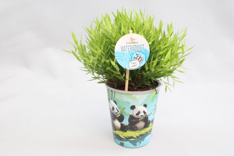 Pogonatherum 'Monica'