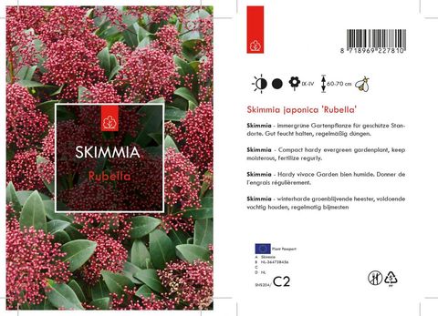 Skimmia japonica 'Rubella'