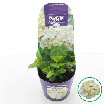 Hydrangea macrophylla FOREVER & EVER WHITE