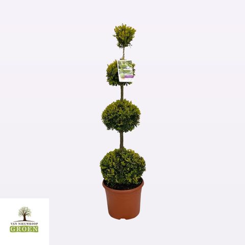 Buxus sempervirens