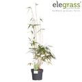 Fargesia robusta 'Pingwu'