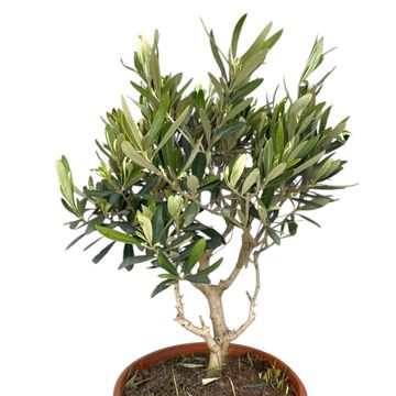 Olea europaea