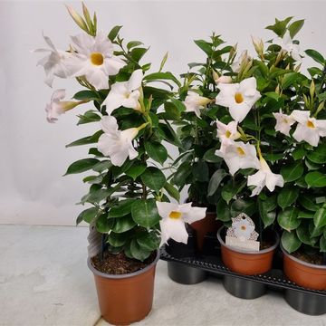Mandevilla SUNDAVILLE WHITE
