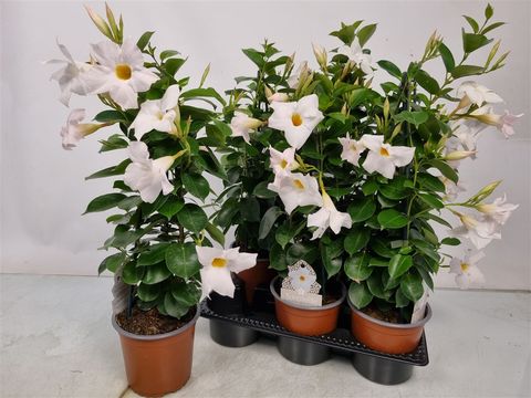 Mandevilla SUNDAVILLE WHITE