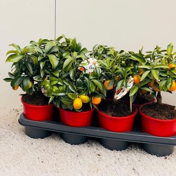 Citrus japonica 'Margarita'