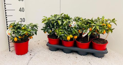 Citrus japonica 'Margarita'