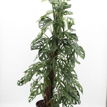 Monstera obliqua 'Monkey Leaf'