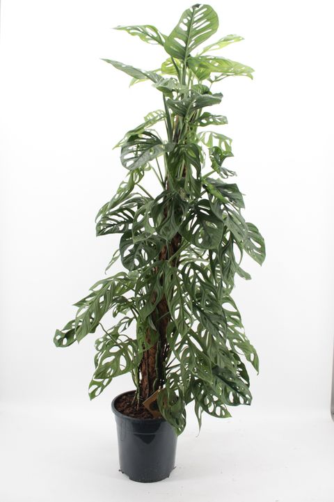 Monstera obliqua 'Monkey Leaf'