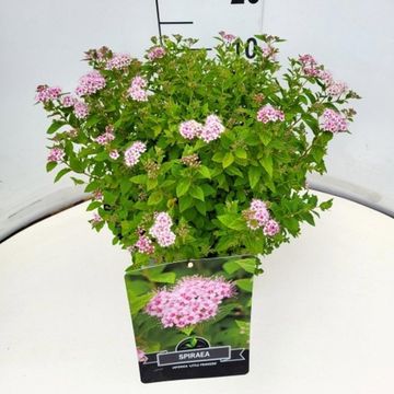 Spiraea japonica 'Little Princess'