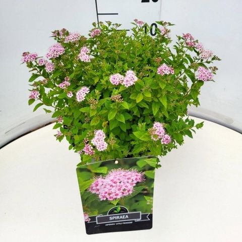 Spiraea japonica 'Little Princess'