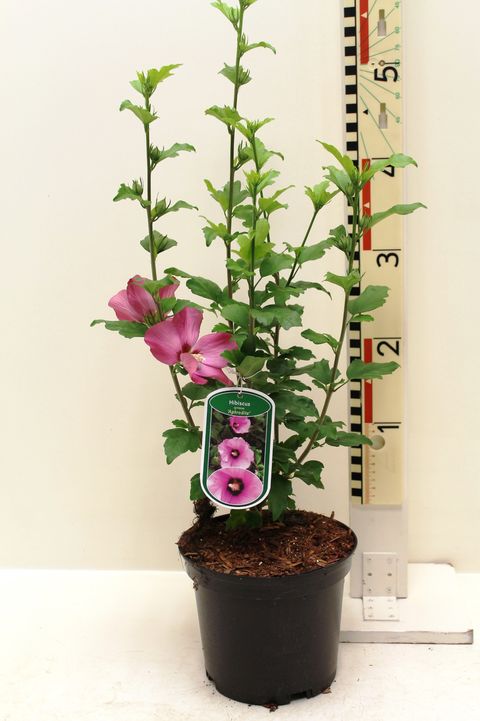 Hibiscus syriacus 'Афродита'