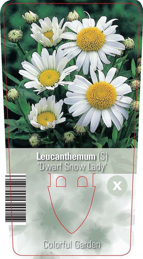 Leucanthemum 'Dwarf Snow Lady'