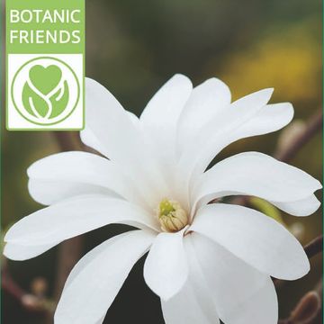 Magnolia stellata