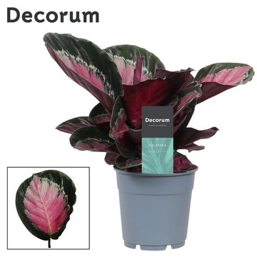 Calathea roseopicta 'Rosy'