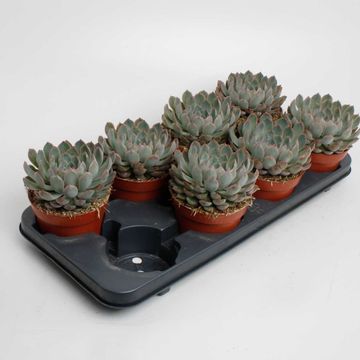 Echeveria 'Pelusida'