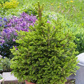 Picea abies 'Вилс Цверг'