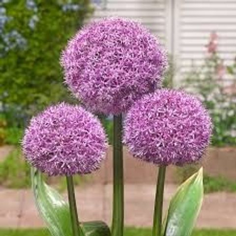 Allium 'Globemaster'