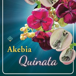 Akebia quinata (Griffioen, Gebr.)