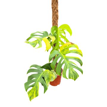 Монстера deliciosa 'Variegata Aurea'