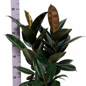 Ficus elastica 'Abidjan'