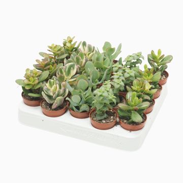 Crassula MIX