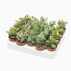 Crassula MIX