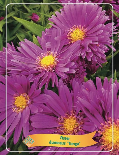 Aster TONGA