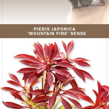 Pieris japonica 'Mountain Fire'