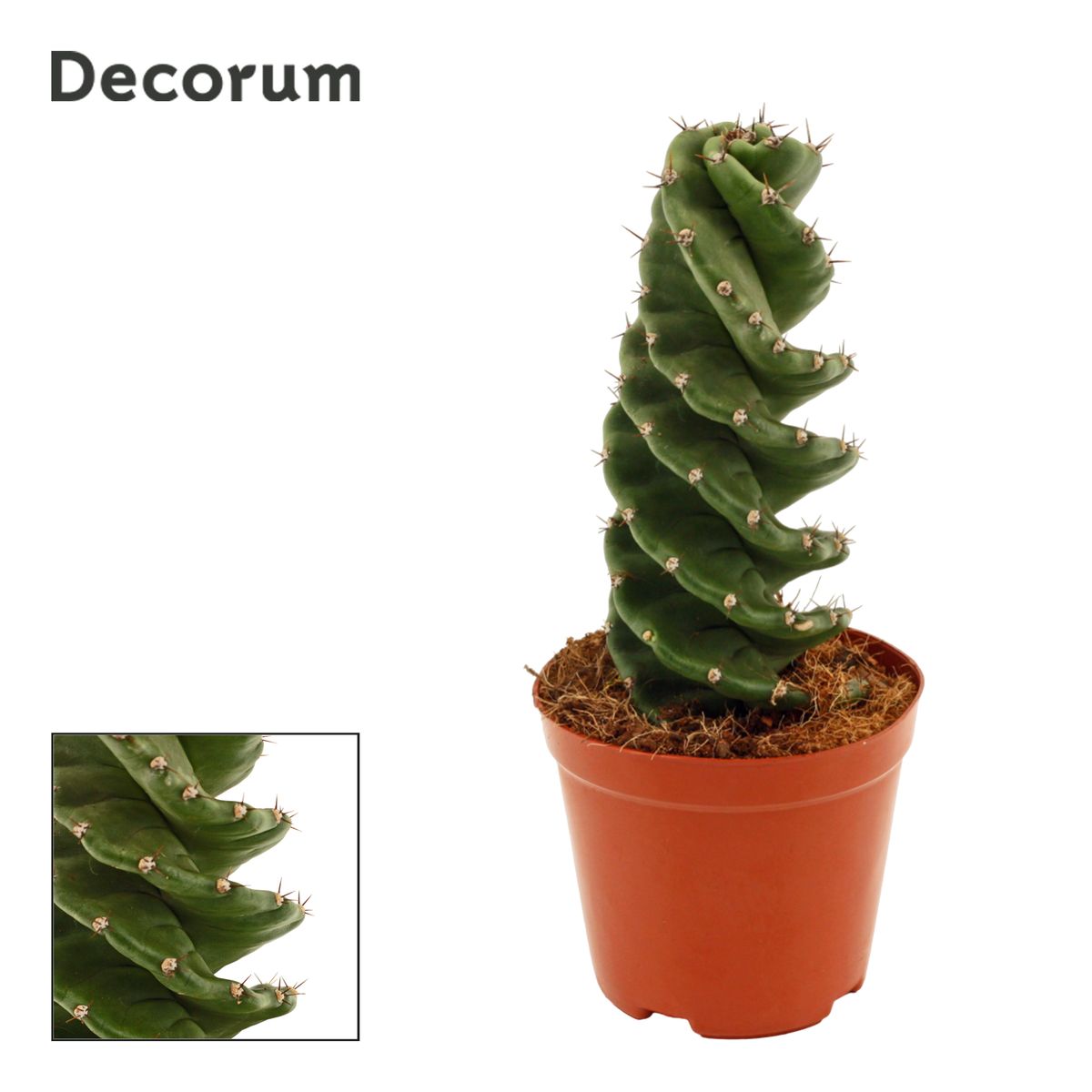 Exotenherz Spiralkaktus Cereus Jamacaru - Besondere Zimmerpflanze Im 11cm Topf