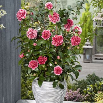 Camellia japonica 'Volunteer'