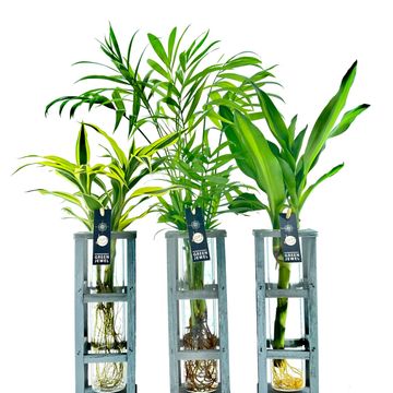 Arrangement Houseplants