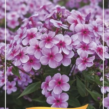 Phlox EARLY SPRING LAVENDER