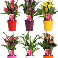 Zantedeschia MIX