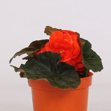 Begonia TENELLA F1 SALMON ORANGE