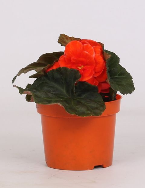 Begonia TENELLA F1 SALMON ORANGE