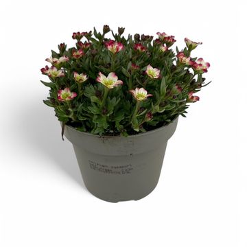 Saxifraga MARTO PICOTEE RED