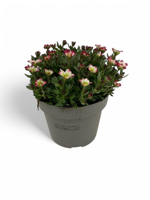 Saxifraga MARTO PICOTEE RED