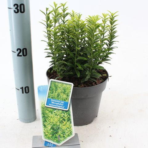 Euonymus japonicus 'Microphyllus Aureovariegatus'