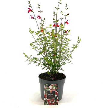Salvia microphylla 'Hot Lips'
