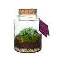 Arrangemang Terrarium