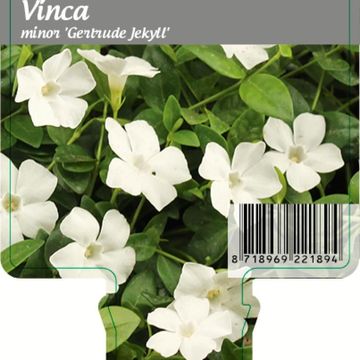 Vinca minor 'Gertrude Jekyll'