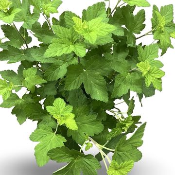 Ribes sanguineum 'Pulborough Scarlet'