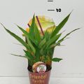 Alpinia galanga