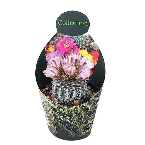 Gymnocalycium bruchii