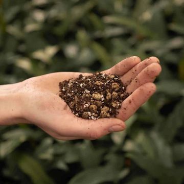 Substrates BONSAI MIX