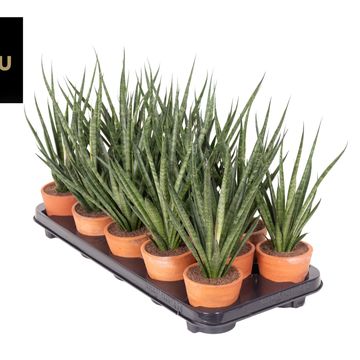 Sansevieria COMET KICHAKA