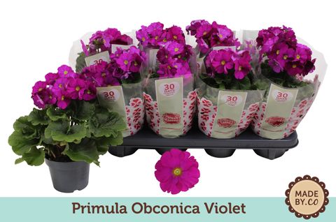 Primula obconica 'Touch Me Violet'