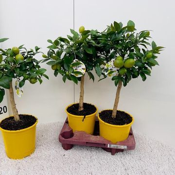 Citrus x meyeri 'Meyer'