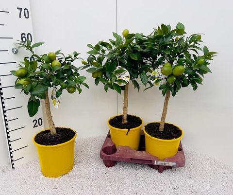 Citrus x meyeri 'Meyer'